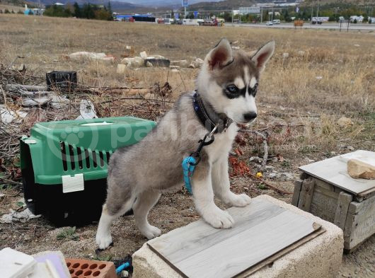 2Aylık Anneden Yeni Ayrılmış Orjinal Husky görsel