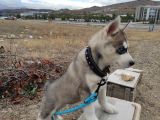 2Aylık Anneden Yeni Ayrılmış Orjinal Husky