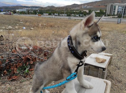 2Aylık Anneden Yeni Ayrılmış Orjinal Husky görsel