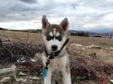 2Aylık Anneden yeni Ayrılmış Orjinal Husky