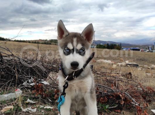 2Aylık Anneden Yeni Ayrılmış Orjinal Husky