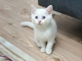 BU PONÇİK TESLİME HAZIRDIR MÜKEMMEL BİR DİŞİ