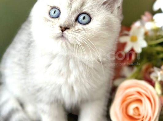 Yavru Kedi görsel