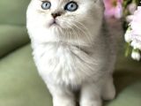 Yavru Kedi