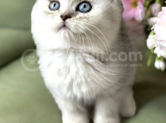 Yavru Kedi görsel