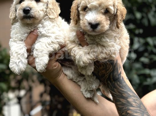 Poodle Ayarında Maltipo Yavrularım görsel