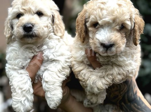Poodle Ayarında Maltipo Yavrularım görsel