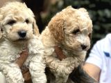 Poodle Ayarında Maltipo Yavrularım