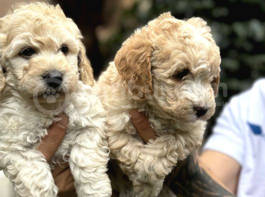 Poodle Ayarında Maltipo Yavrularım görsel
