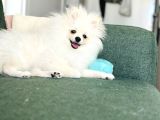 Pomeranian