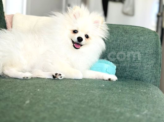 Pomeranian görsel