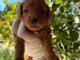 2 Aylık Toy Poodle