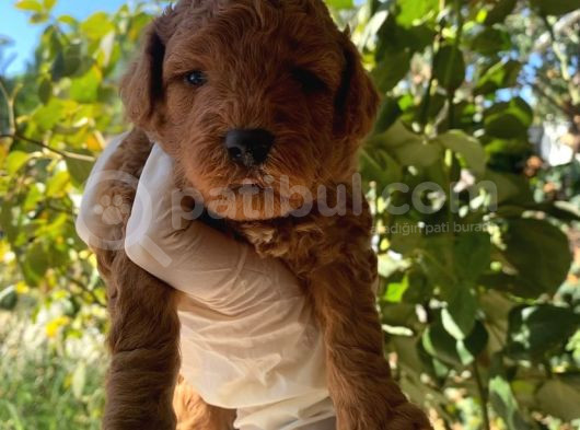 2 Aylık Toy Poodle görsel