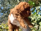 2 Aylık Toy Poodle