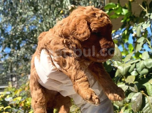 2 Aylık Toy Poodle görsel