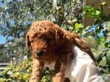 2 aylık toy poodle