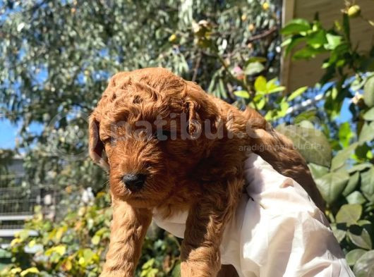 2 Aylık Toy Poodle