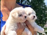Kartopu Maltese Terrier Yavrular