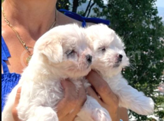 Kartopu Maltese Terrier Yavrular görsel