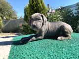 Sağlık Ve Irk Garantili Cane Corso Yavrularımız