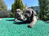 Sağlık Ve Irk Garantili Cane Corso Yavrularımız