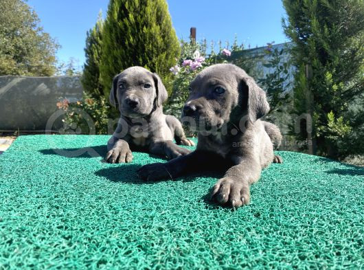 Sağlık Ve Irk Garantili Cane Corso Yavrularımız görsel