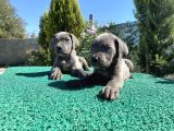 Sağlık Ve Irk Garantili Cane Corso Yavrularımız