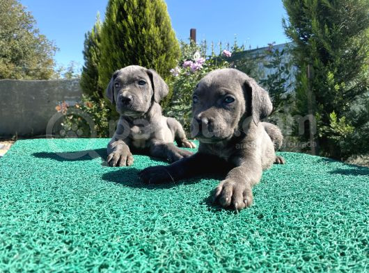 Sağlık Ve Irk Garantili Cane Corso Yavrularımız görsel