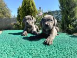 Sağlık Ve Irk Garantili Cane Corso Yavrularımız