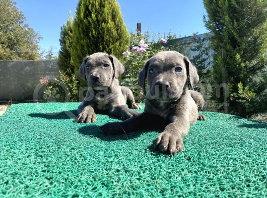 Sağlık Ve Irk Garantili Cane Corso Yavrularımız görsel