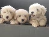 Kartopu Maltese Terrier Yavrular