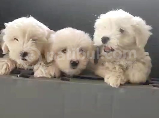 Kartopu Maltese Terrier Yavrular görsel