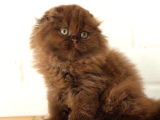 Bebek Yüzlü Top Kafa Scottish Fold