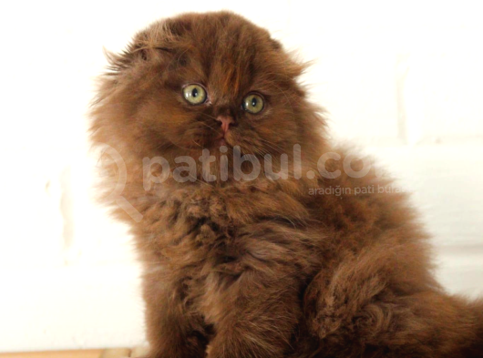 Bebek Yüzlü Top Kafa Scottish Fold görsel