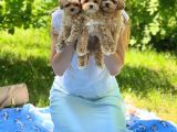 Poodle ayarında maltipo yavrularım