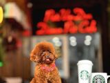 Red brown toy poodle yavrumuz