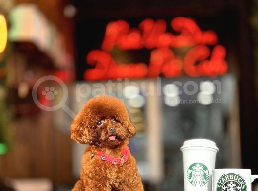 Red Brown Toy Poodle Yavrumuz