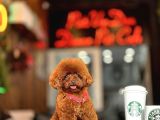 Red Brown Toy Poodle Yavrumuz