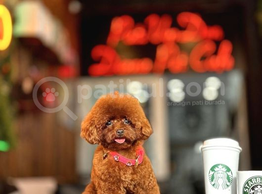 Red Brown Toy Poodle Yavrumuz görsel