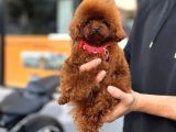 Red Brown Toy Poodle Yavrumuz