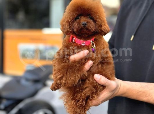 Red Brown Toy Poodle Yavrumuz görsel