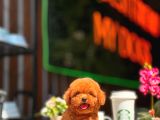 Red Brown Toy Poodle Yavrumuz