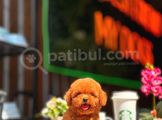 Red Brown Toy Poodle Yavrumuz görsel