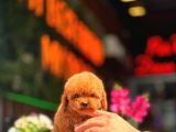 Red Brown Toy Poodle Yavrumuz