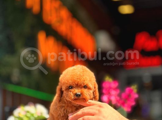Red Brown Toy Poodle Yavrumuz görsel