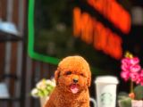 Red Brown Toy Poodle Yavrumuz