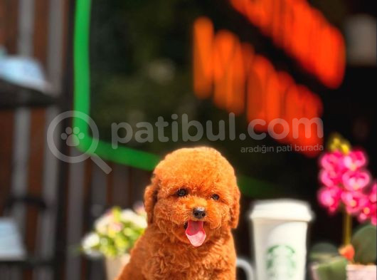 Red Brown Toy Poodle Yavrumuz görsel