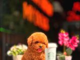 Red Brown Toy Poodle Yavrumuz