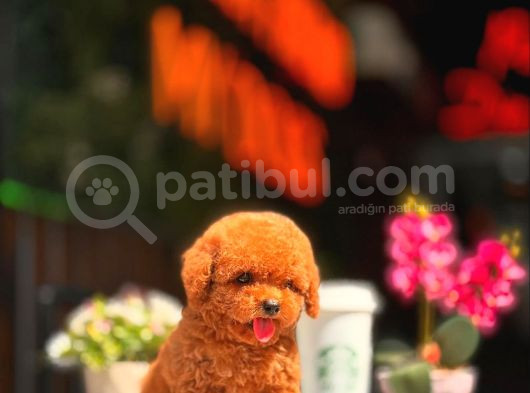Red Brown Toy Poodle Yavrumuz görsel