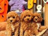 Redbrowm toy poodle yavrularımız